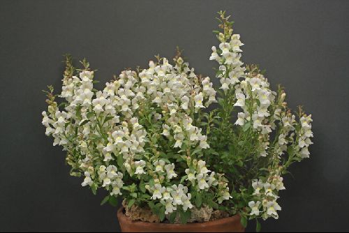 Antirrhinum sempervirens - Alpine Garden Society